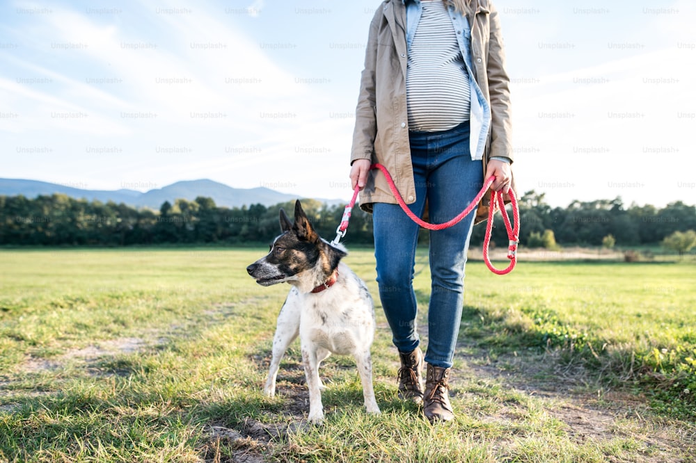 Giovane donna incinta irriconoscibile su una passeggiata con un cane nella natura verde e soleggiata