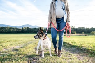 Joven embarazada irreconocible en un paseo con un perro en la naturaleza verde y soleada