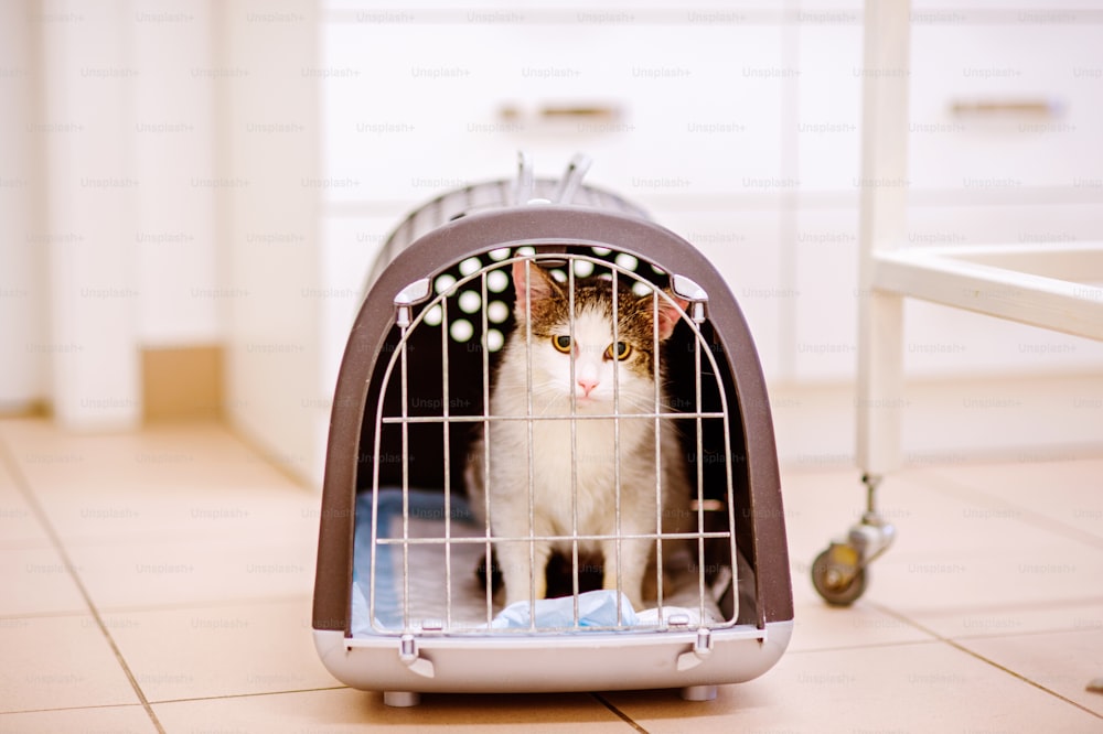 Primo piano di un piccolo gatto in un rifugio. Un gattino spaventato con gli occhi verdi che guarda fuori da una gabbia.