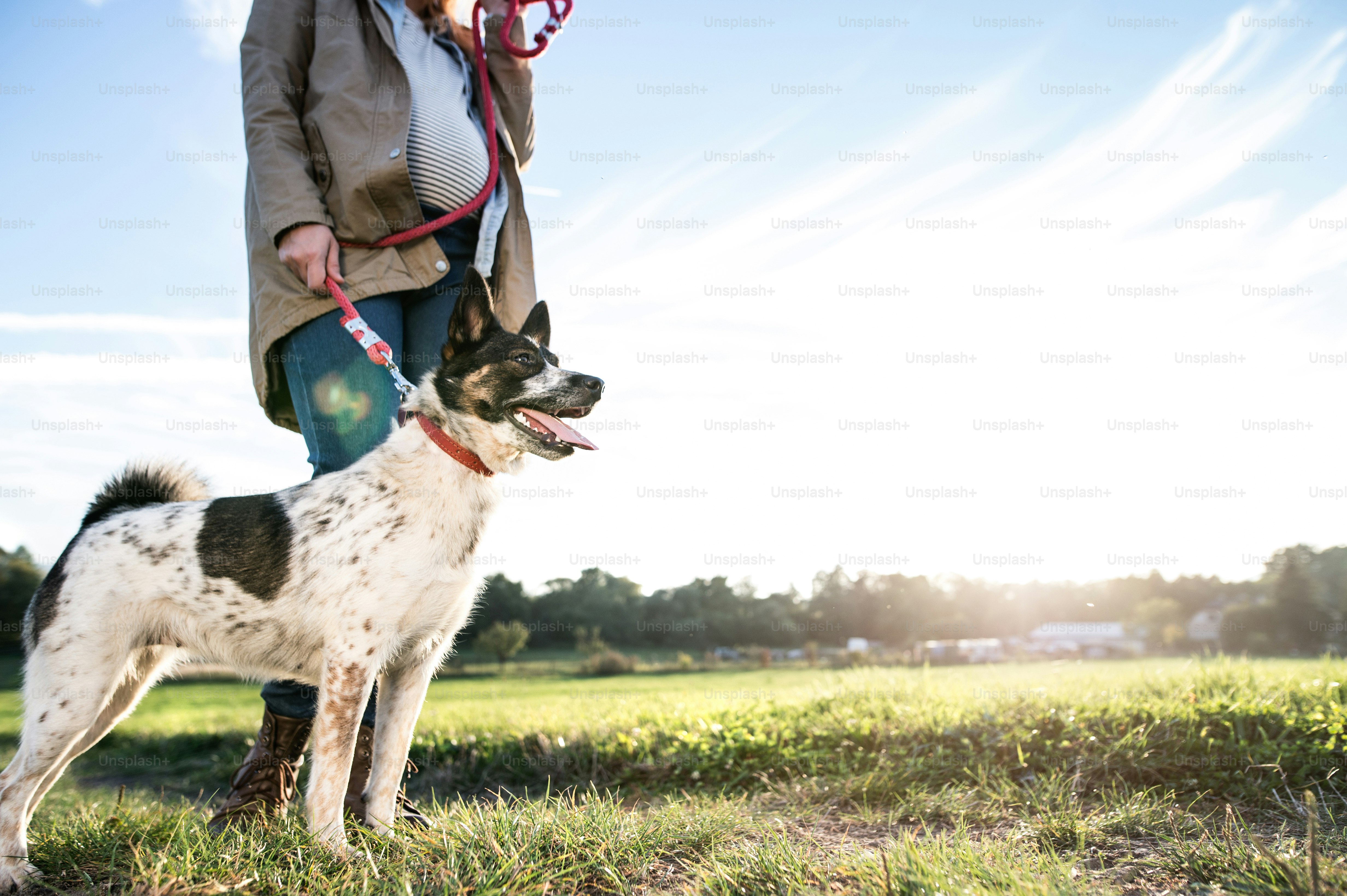 Nicht erkennbare junge schwangere Frau auf einem Spaziergang mit einem Hund in grüner, sonniger Natur