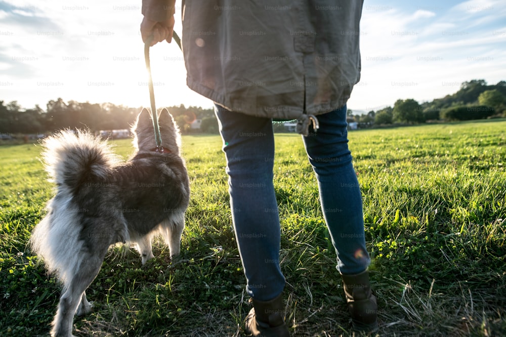 Giovane donna irriconoscibile su una passeggiata con un cane nella natura verde e soleggiata
