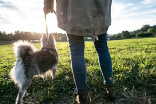 Unrecognizable young woman on a walk with a dog in green sunny nature