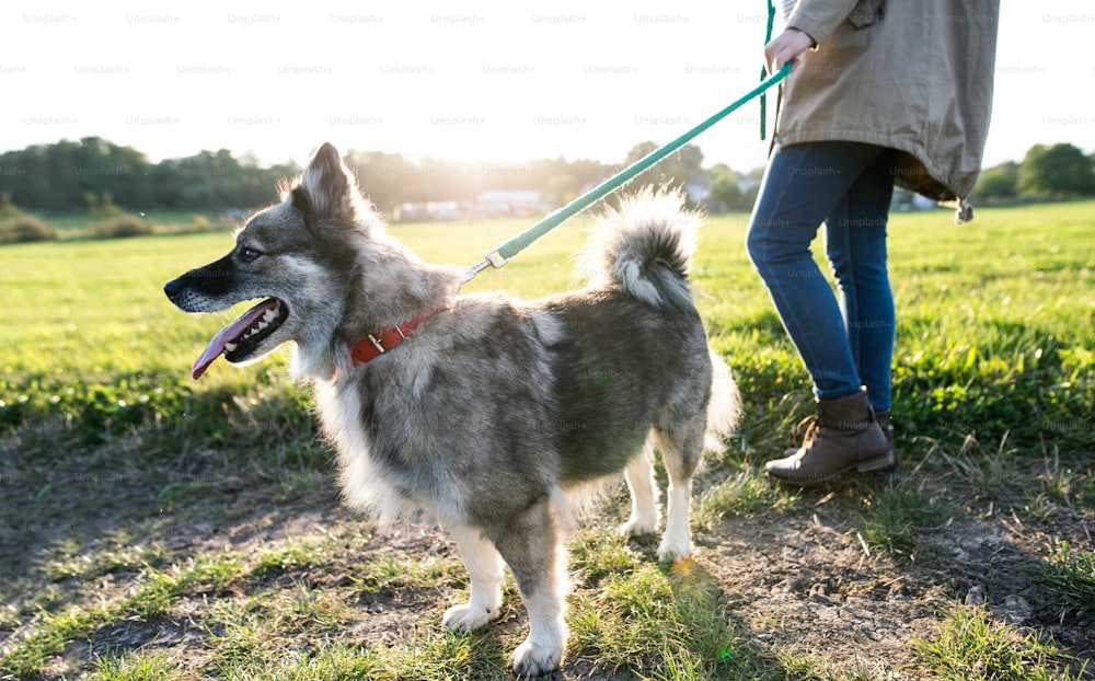 緑の日当たりの良い自然の中で犬と散歩している見分けのつかない若い女性