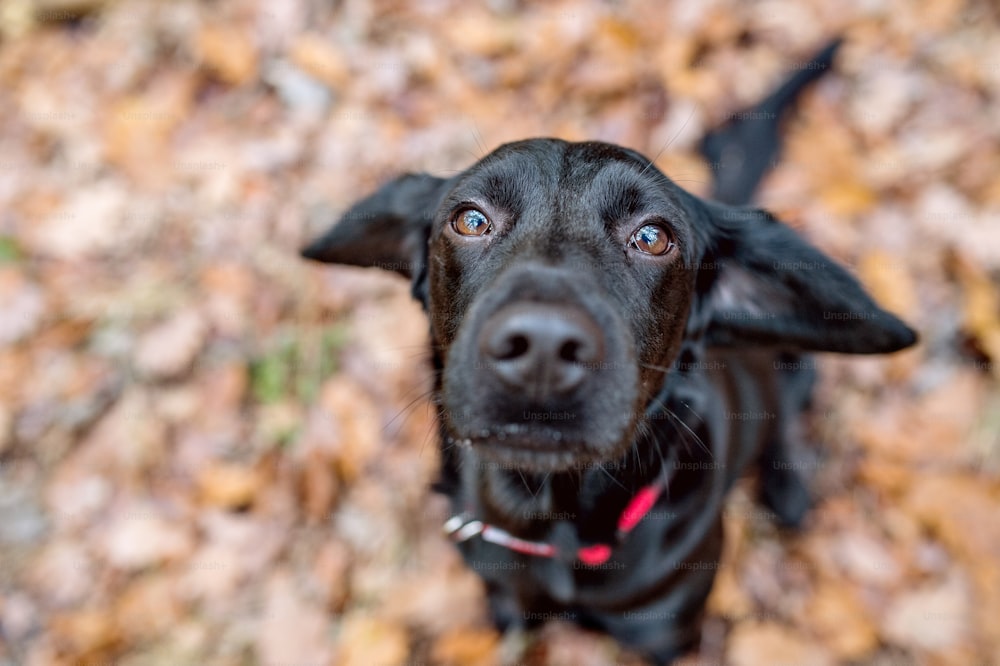 Nahaufnahme eines schwarzen Hundes mit rotem Halsband draußen im sonnigen Herbstwald