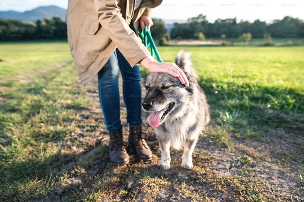 Unrecognizable young woman on a walk, petting her dog in green sunny nature