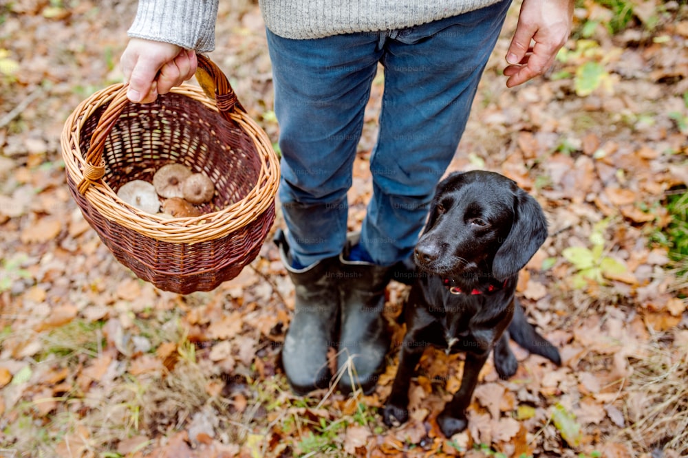 Unrecognizable man with his black dog holding wicker basket with mushrooms in autumn forest