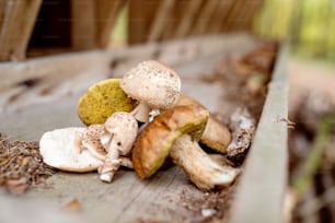 Close up of various mushrooms laid on old wooden bench in autumn forest