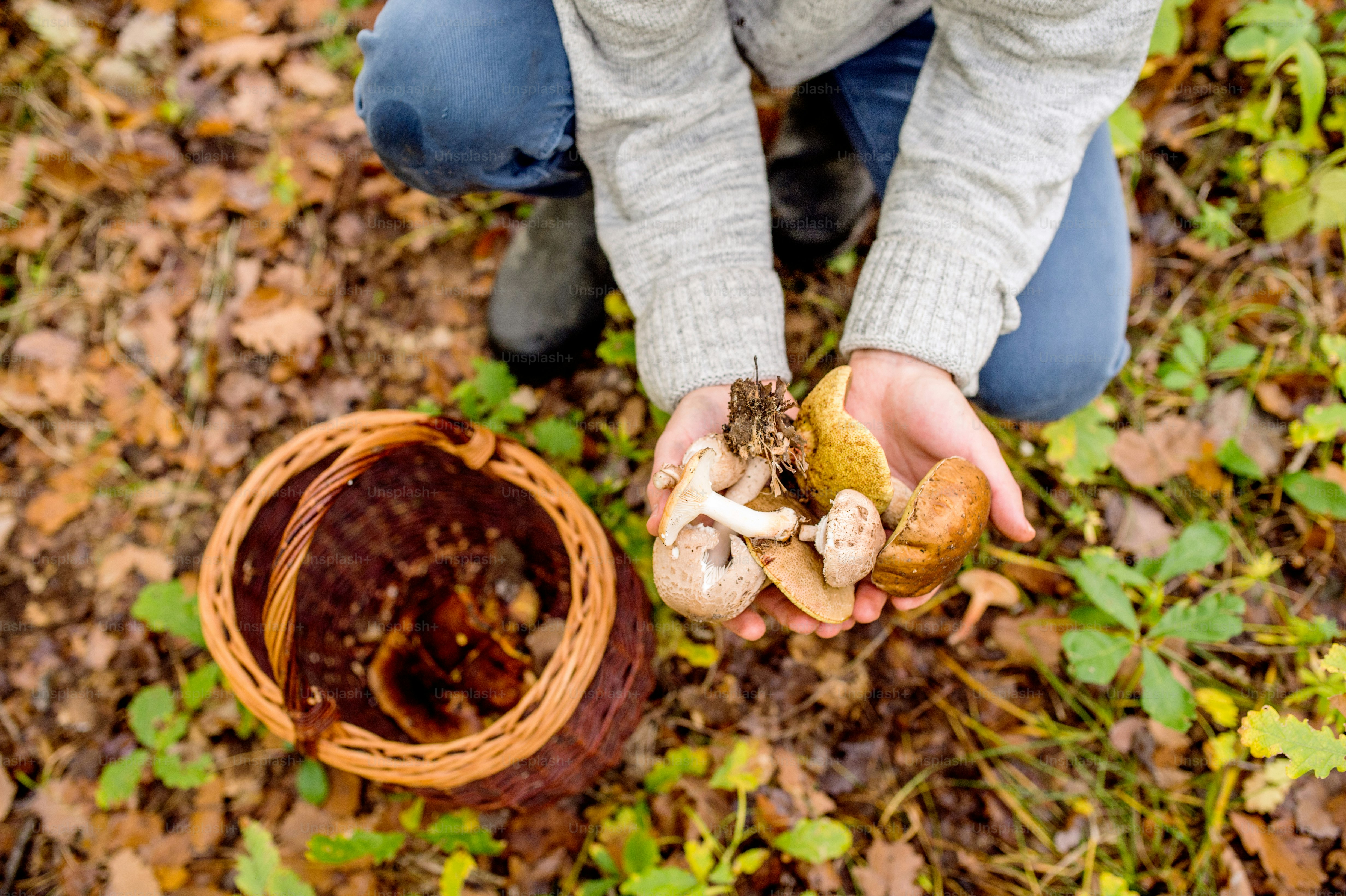Unrecognizable man with wicker basket in autumn forest holding mushoom in his hands