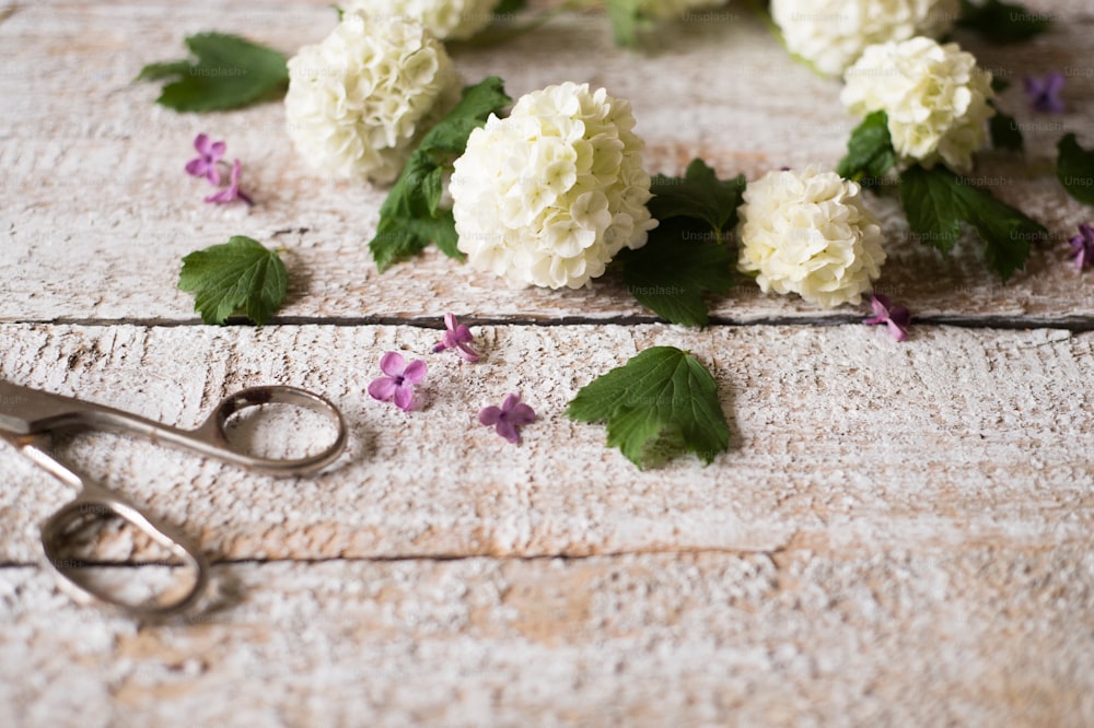 Beau lilas et ciseaux posés sur la table, fleurs et feuilles. Prise de vue en studio sur fond en bois blanc. Espace de copie.