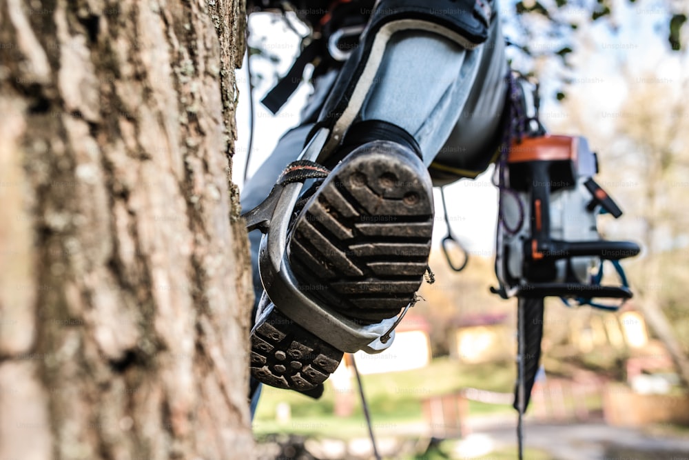 Close up of leg of lumberjack with a chainsaw and harness prepared for pruning a tree. A tree surgeon, arborist climbing a tree in order to reduce and cut his branches.