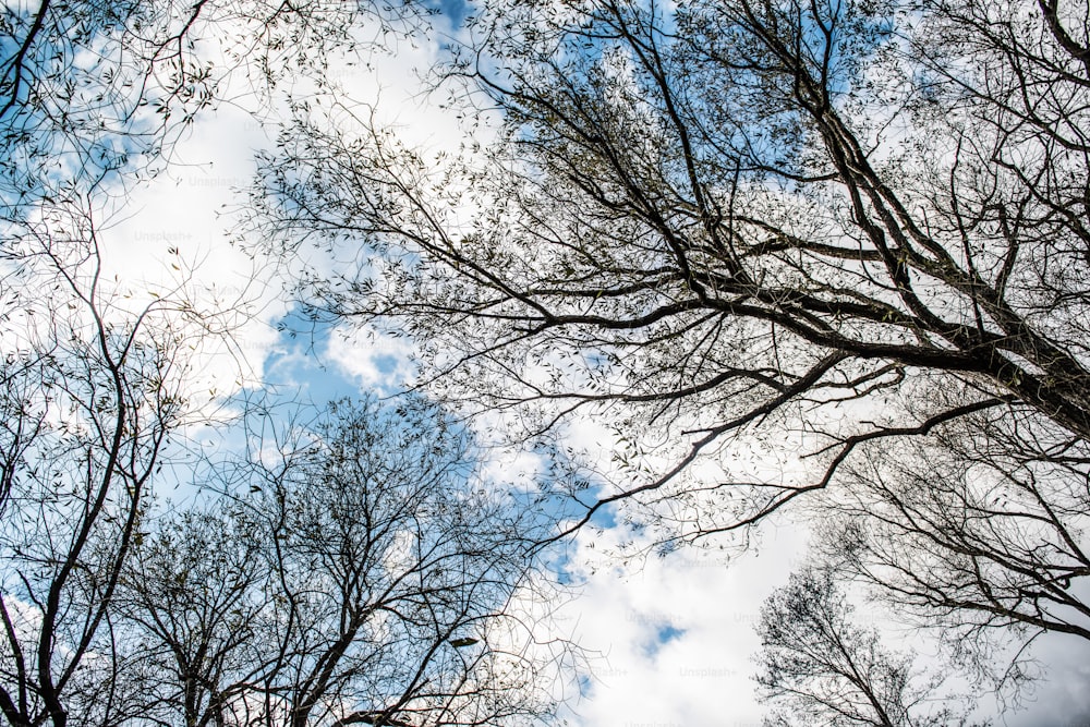Silhouettes de branches d’arbres nues traversant le fond de ciel bleu. Vue de la cime des arbres sans feuilles depuis le sol pendant l’hiver.