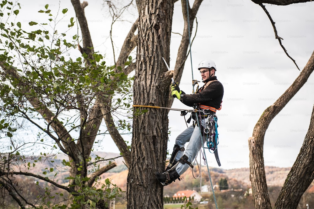 Bûcheron avec une scie et un harnais pour élaguer un arbre. Un arboriculteur, arboriculteur grimpant à un arbre afin de réduire et couper ses branches.