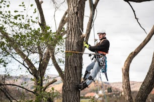 Lumberjack with a saw and harness for pruning a tree. A tree surgeon, arborist climbing a tree in order to reduce and cut his branches.