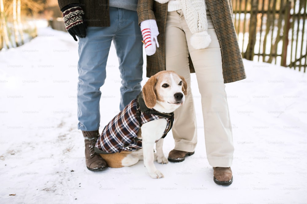 晴れた冬の自然の中で犬を連れて散歩する見分けのつかない年配の女性と男性。