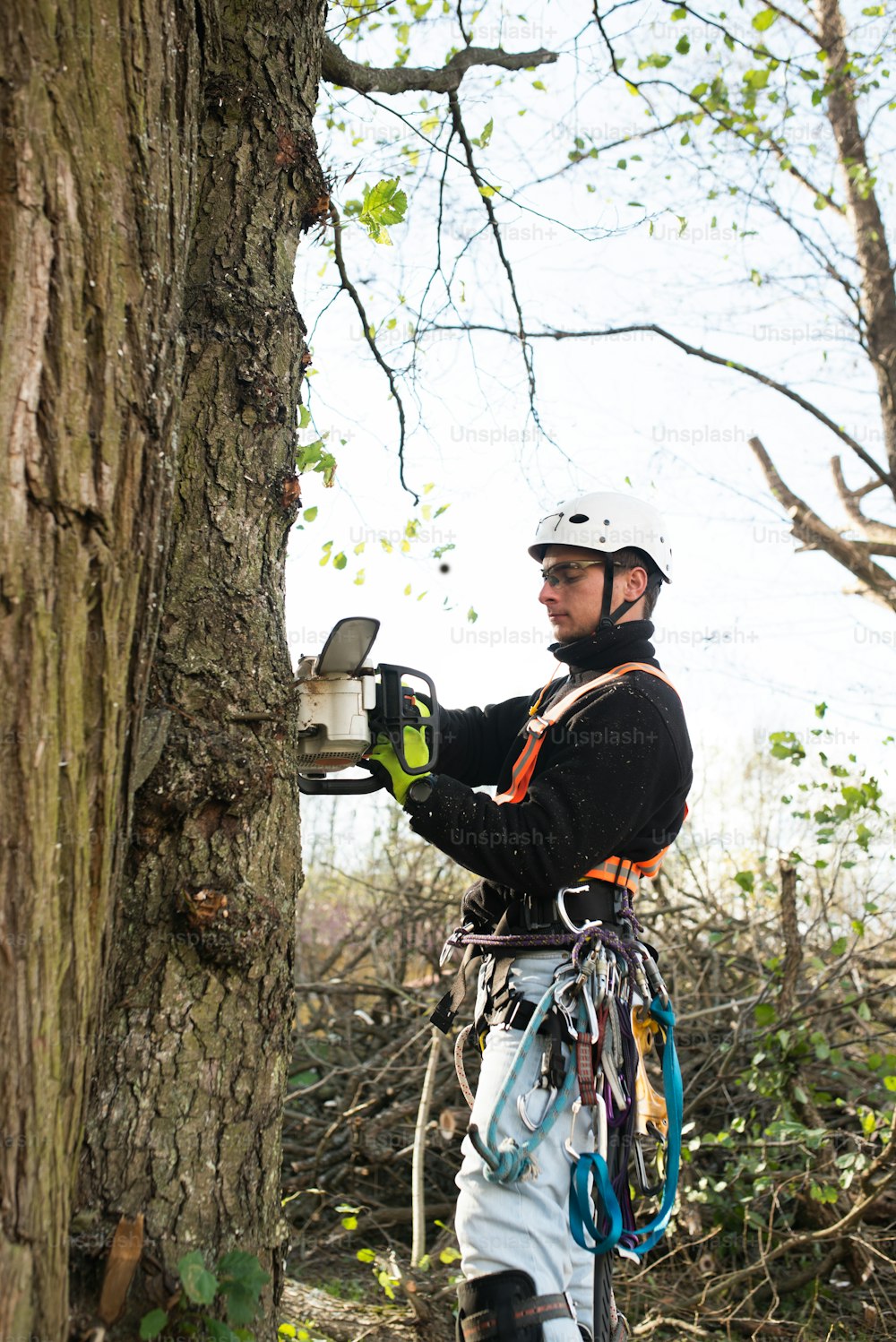 Lumberjack with chainsaw and harness pruning a tree. Arborist cuting tree branches.