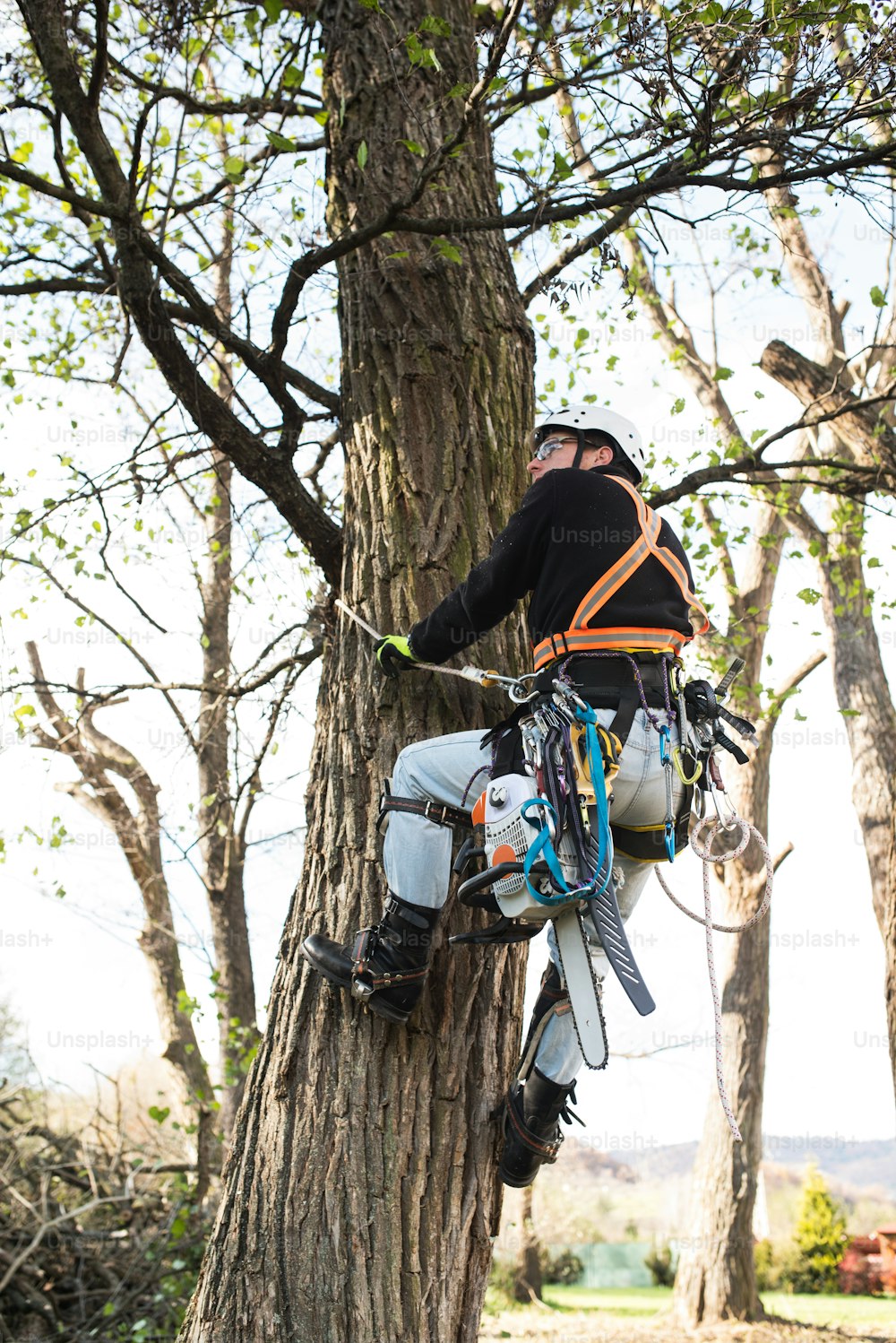 Boscaiolo con sega e imbracatura per potare un albero. Un chirurgo arboreorifico, arboricoltore che si arrampica su un albero per ridurre e tagliare i suoi rami.
