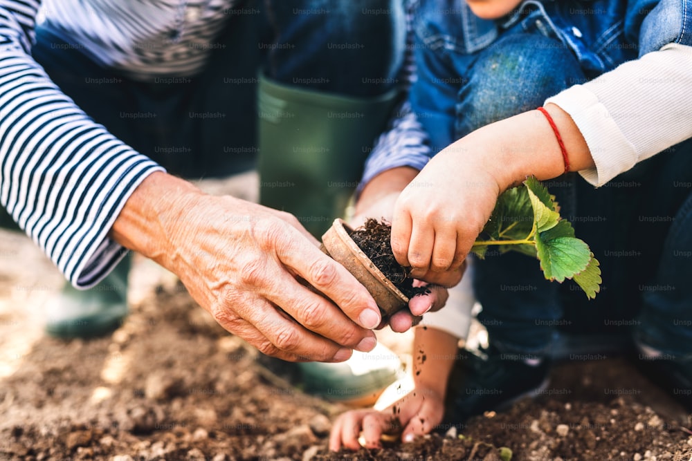 Uomo anziano irriconoscibile con sua nipote che pianta una piantina nell'orto. Uomo e una bambina che fanno giardinaggio.