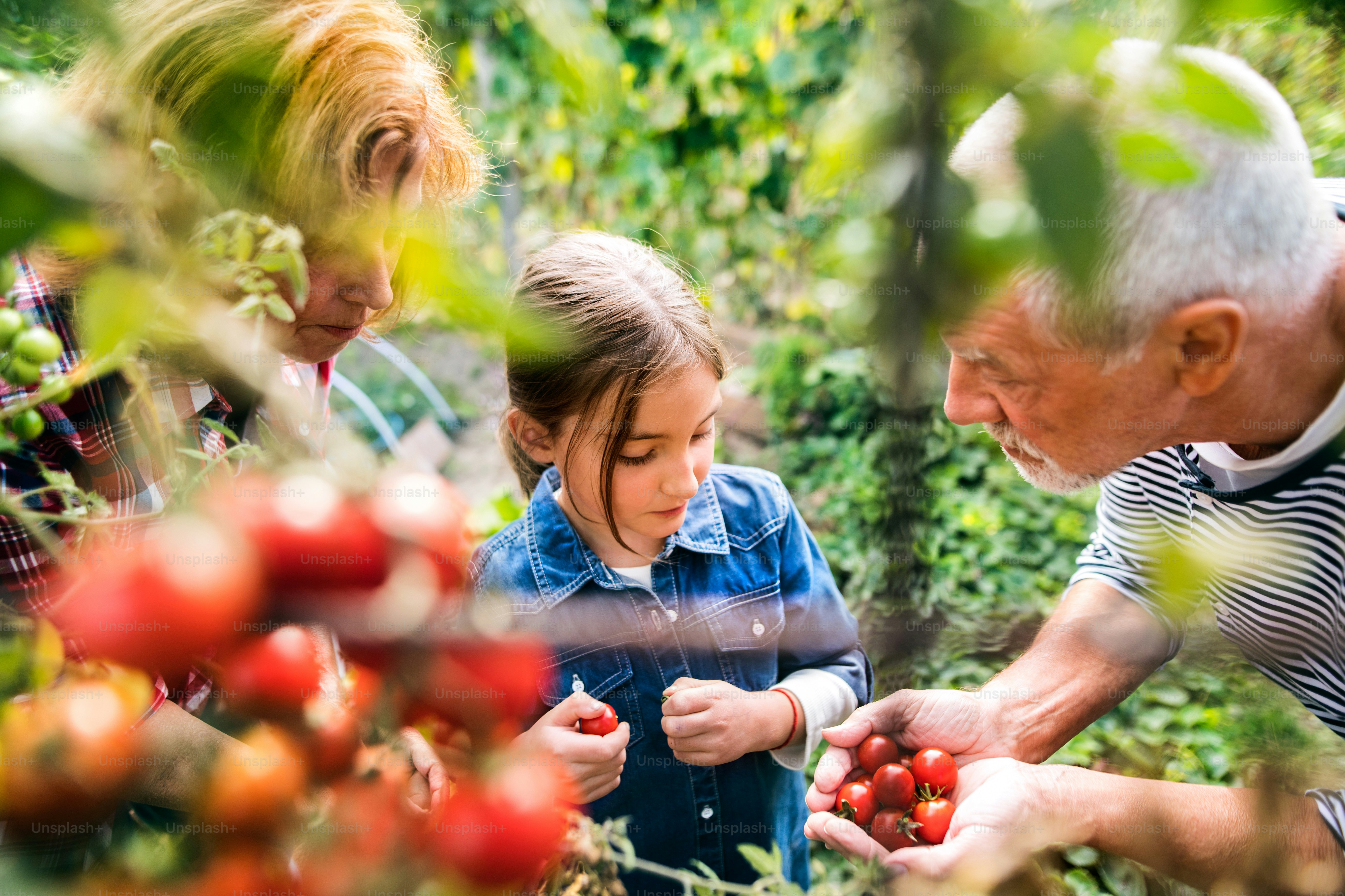 Happy healthy senior couple with their grandaughter harvesting vegetables on allotment. Man, woman and a small girl gardening