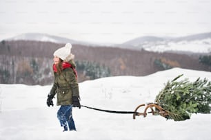 A small girl getting a Christmas tree in forest. A girl pulling a tree on a sledge. Winter day.