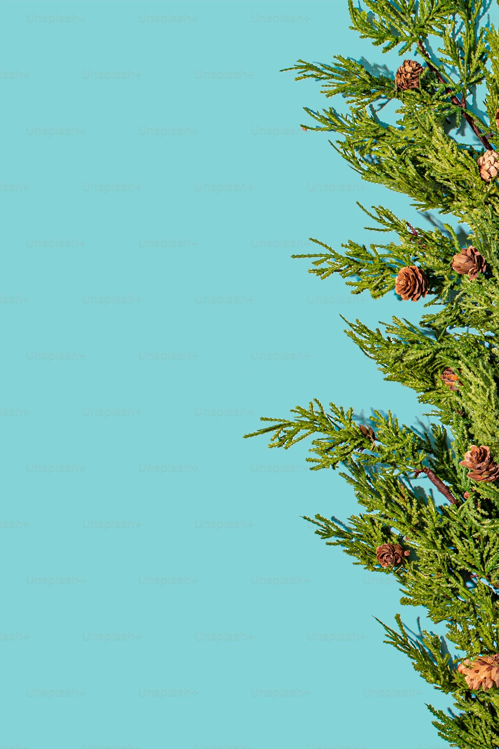 a pine tree with cones and pine cones on it