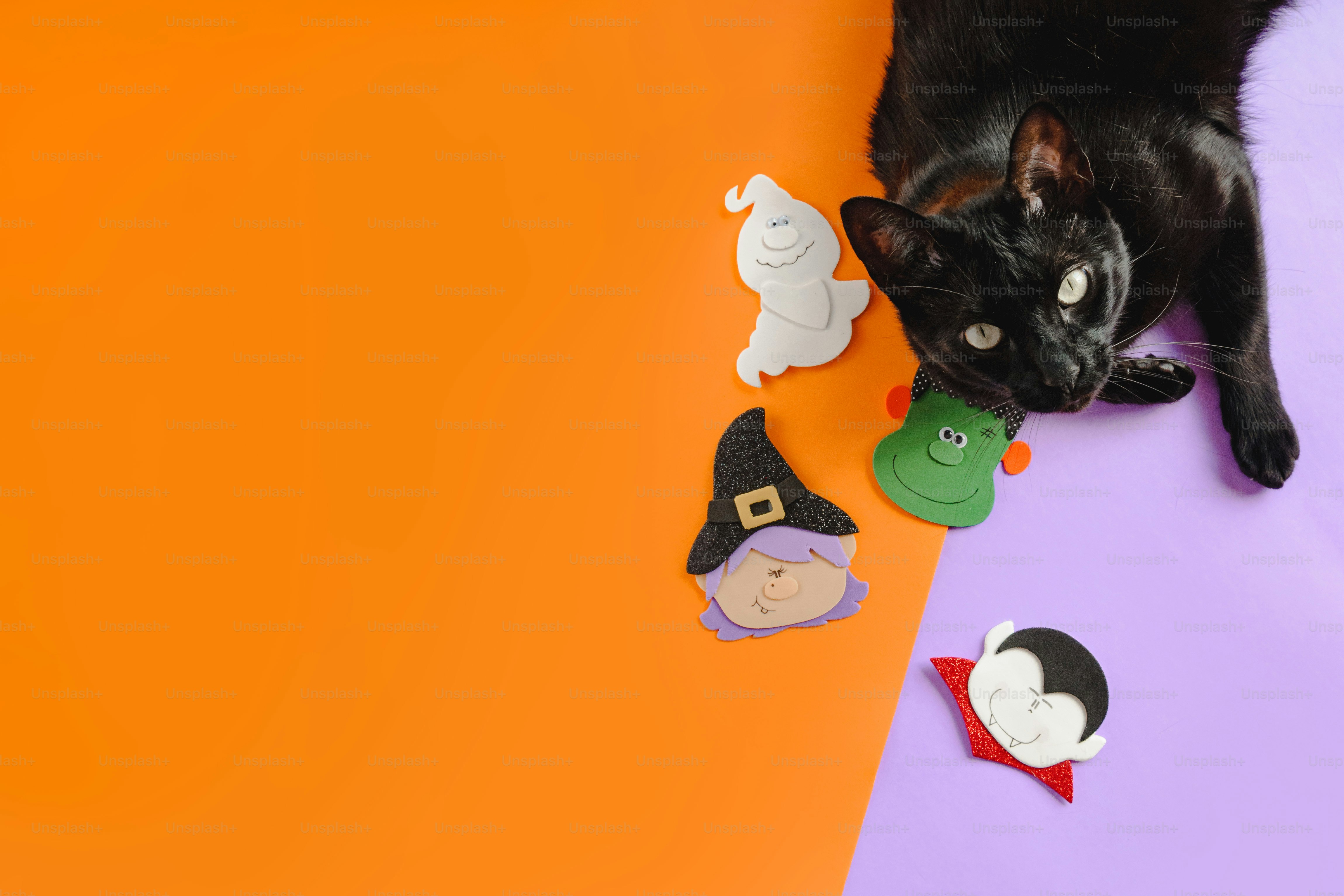 a black cat laying on top of a purple and orange surface