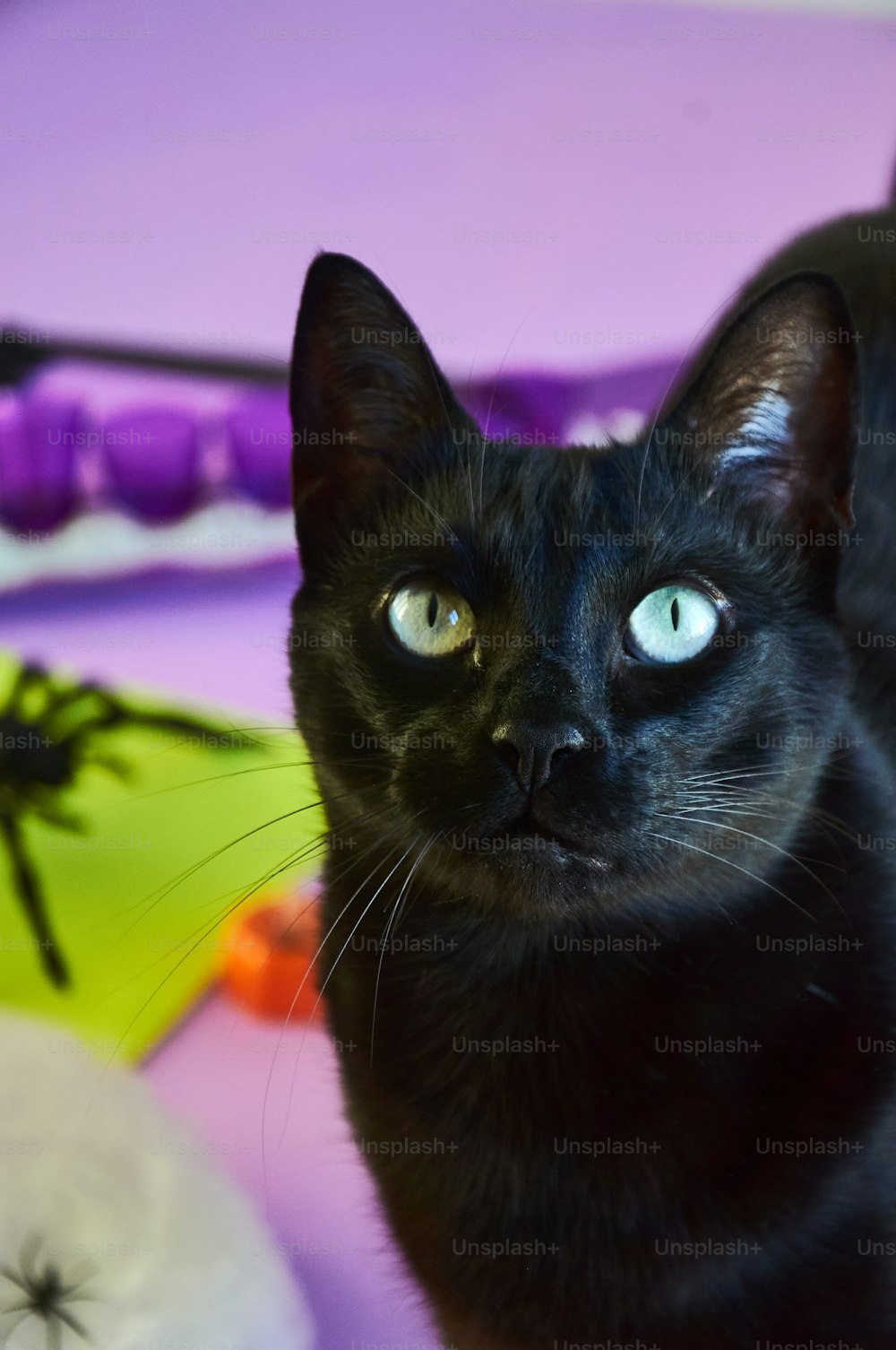 Eine schwarze Katze mit blauen Augen, die in die Kamera starrt
