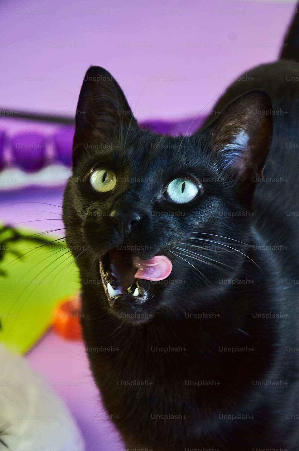 eine schwarze Katze mit offenem Maul und weit geöffnetem Maul