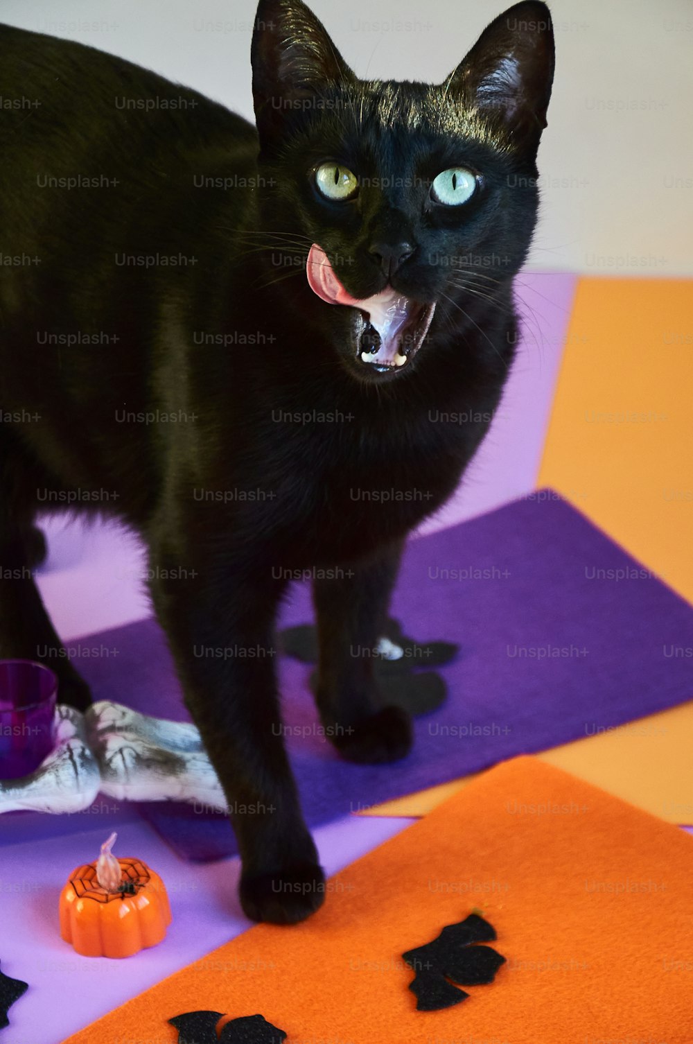 보라색과 주황색 매트 위에 서 있는 검은 고양이
