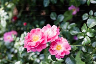 a couple of pink flowers sitting on top of a lush green field