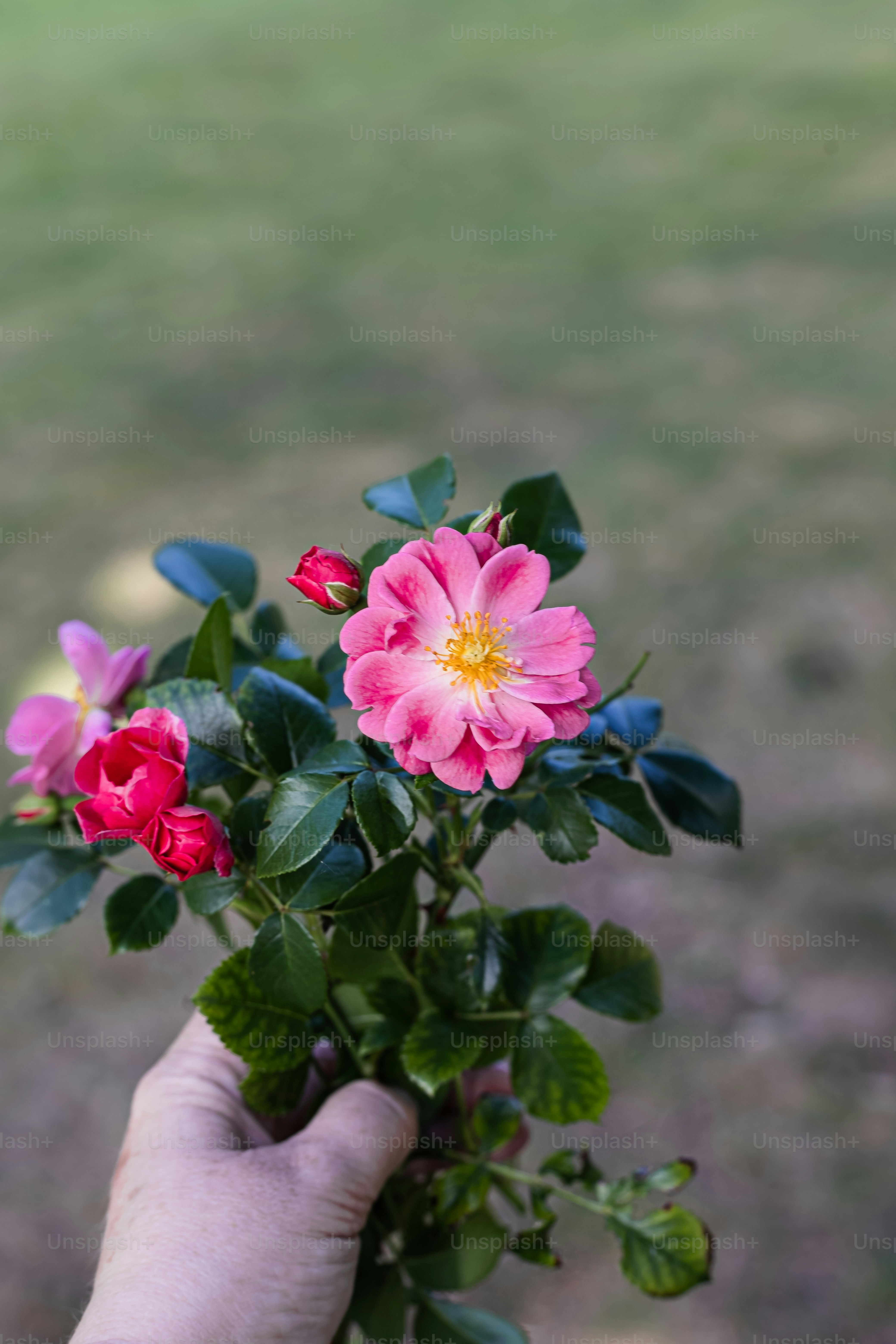 a person holding a bunch of flowers in their hand