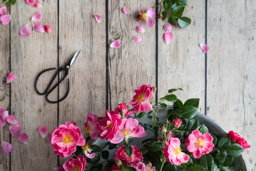 a bunch of pink flowers sitting next to a pair of scissors