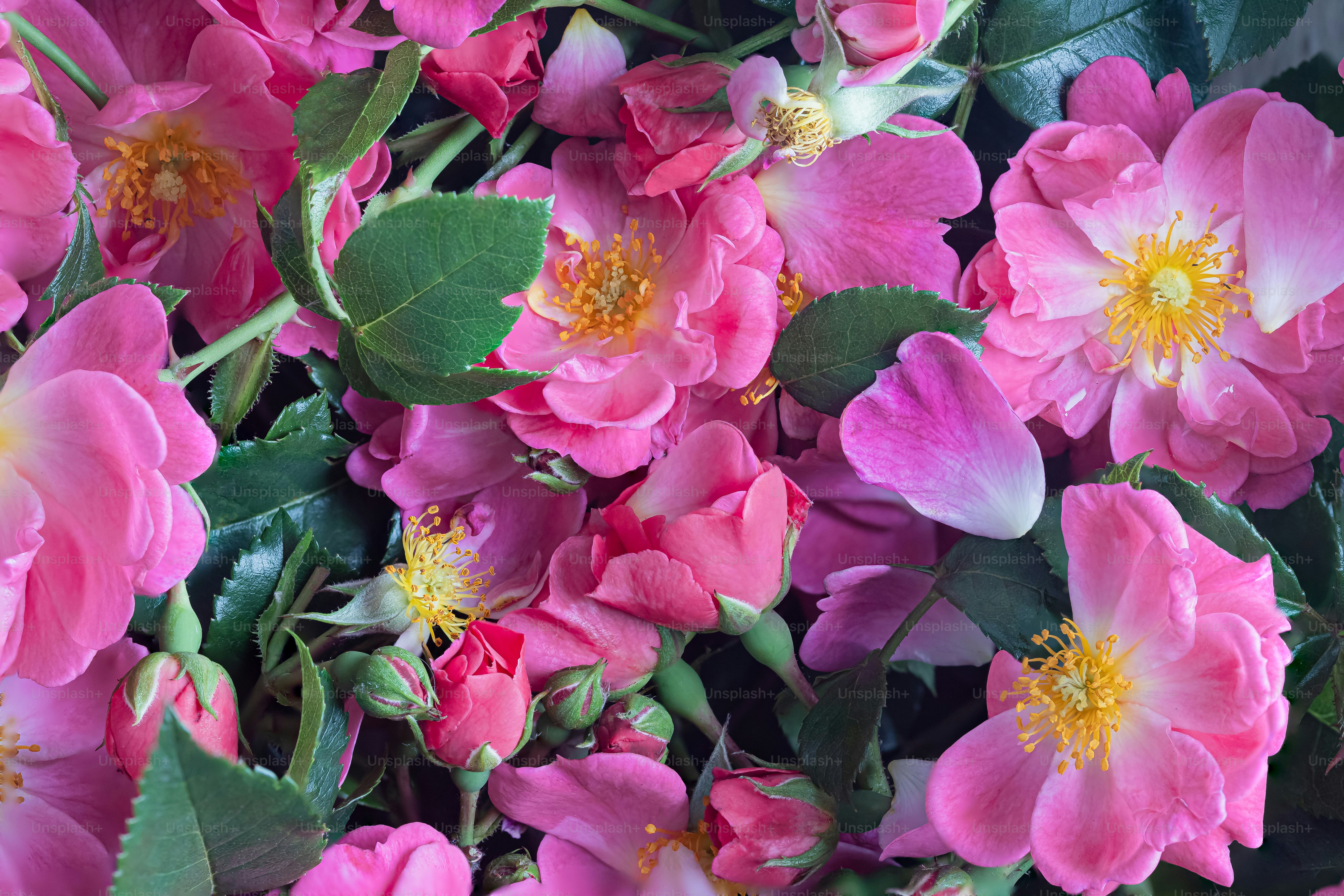 A bunch of pink flowers with green leaves photo – Flowers Image on Unsplash