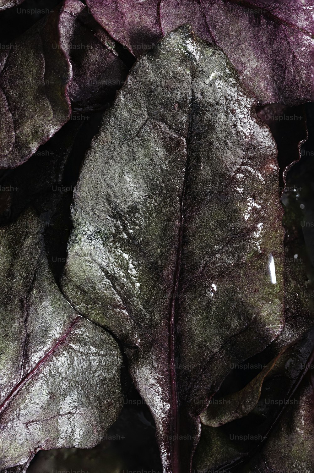 a close up of a bunch of leafy plants