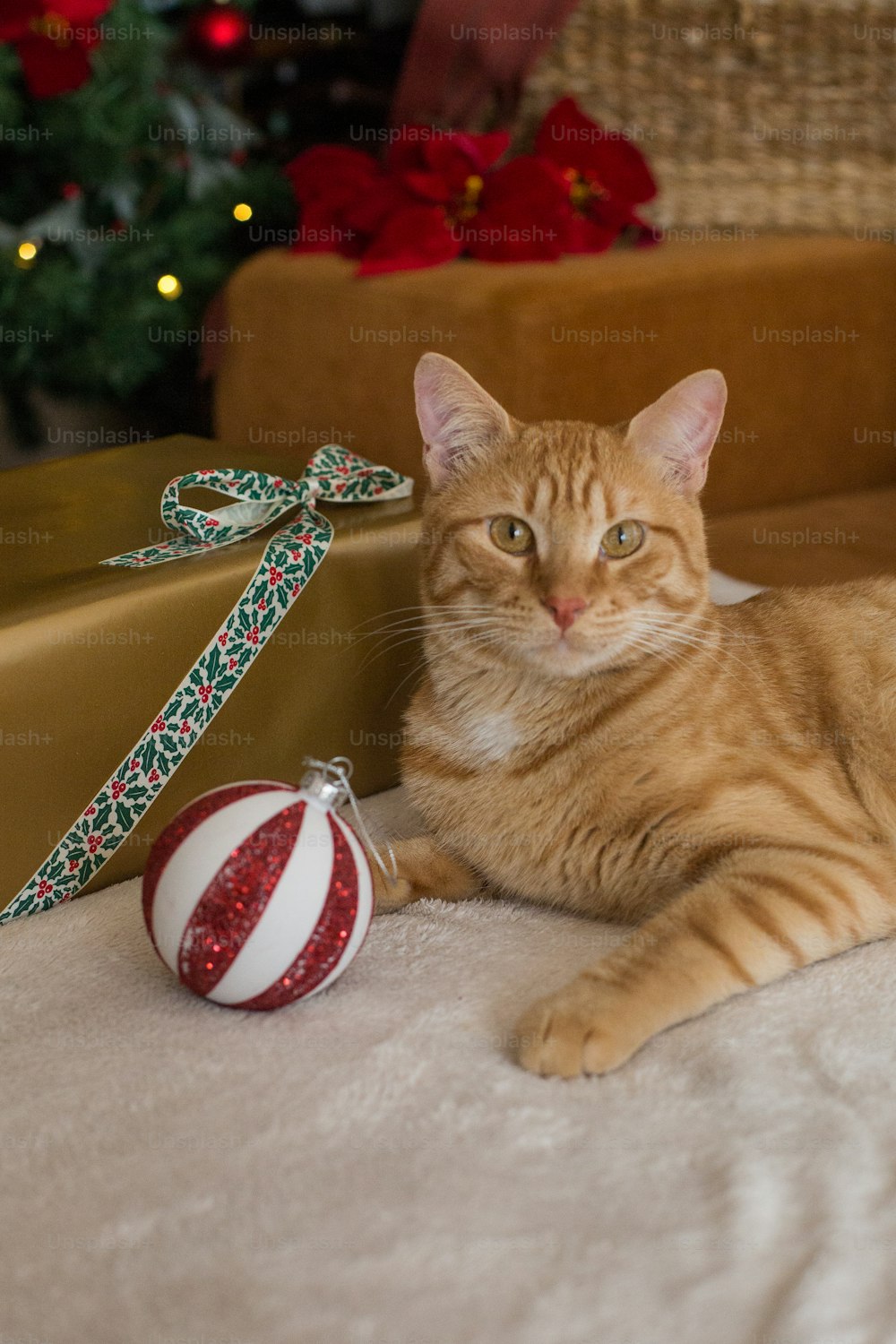 クリスマスオーナメントの隣の床に横たわる猫