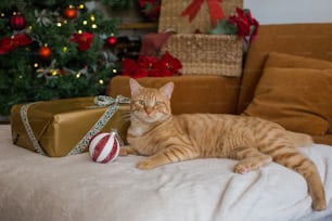 a cat laying on a bed next to a christmas tree