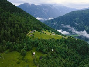 무성한 녹색 나무로 덮인 무성한 녹색 언덕