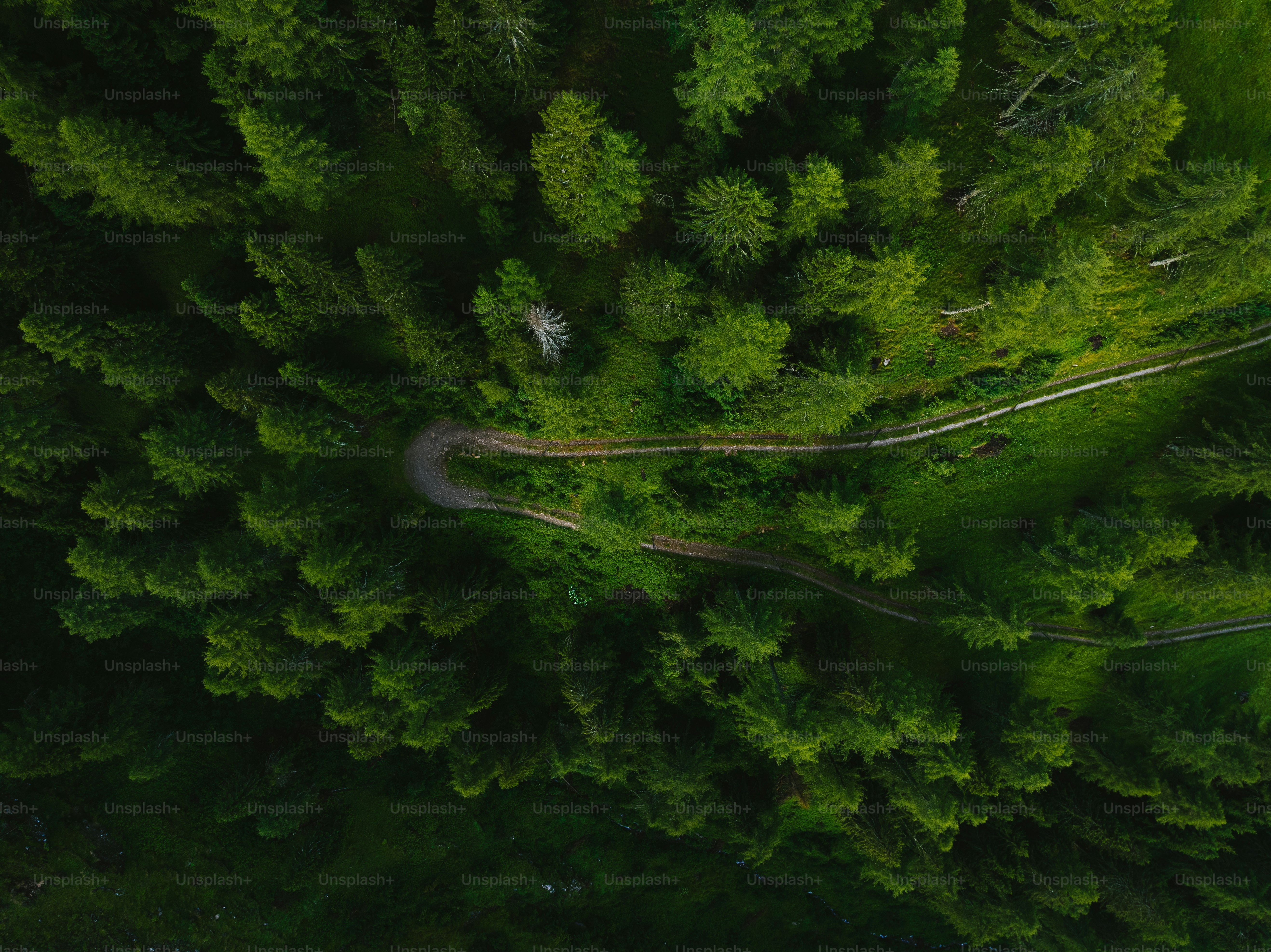 Vista aérea de uma estrada no meio de uma floresta