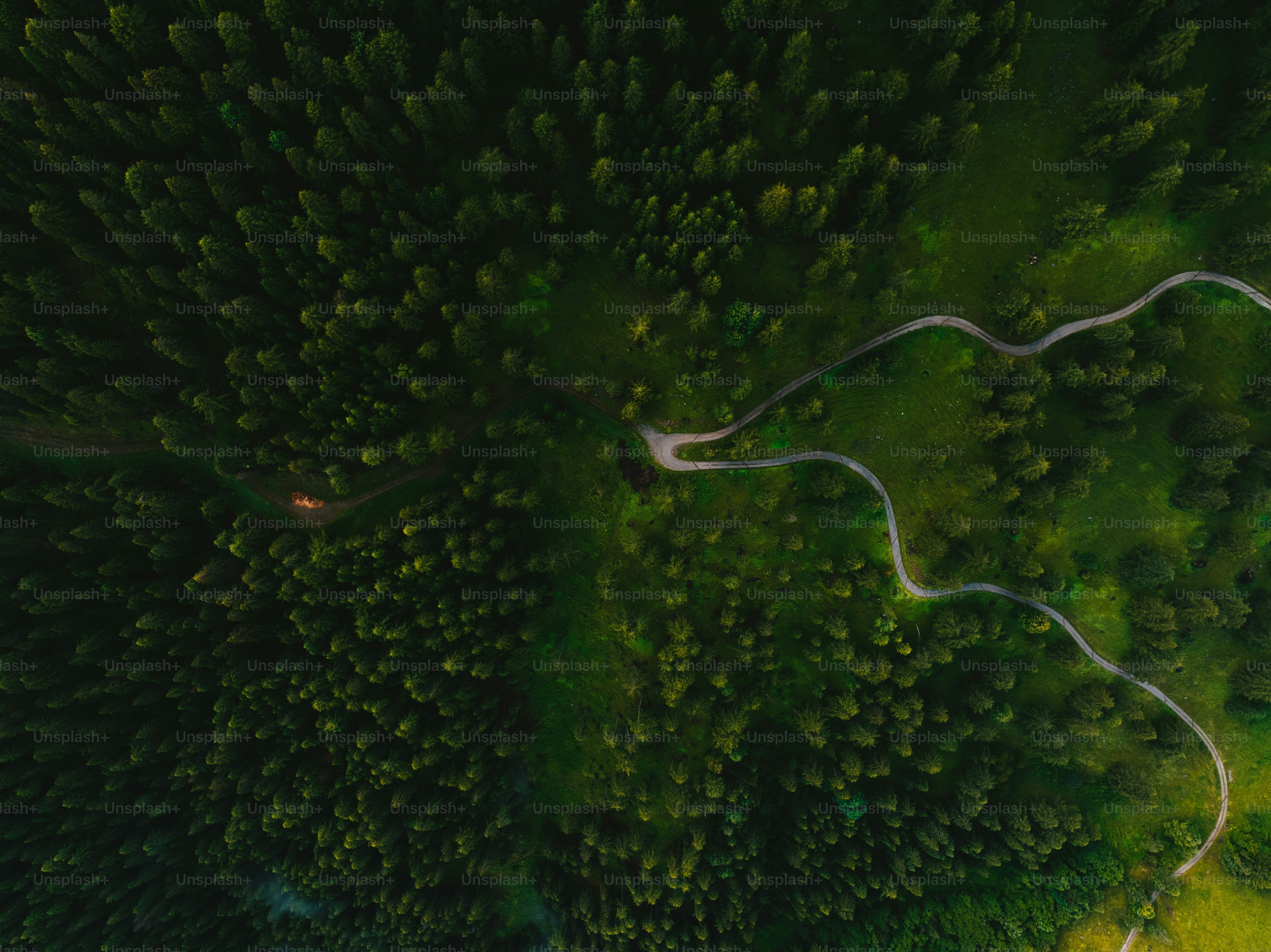 Un camino sinuoso en medio de un bosque