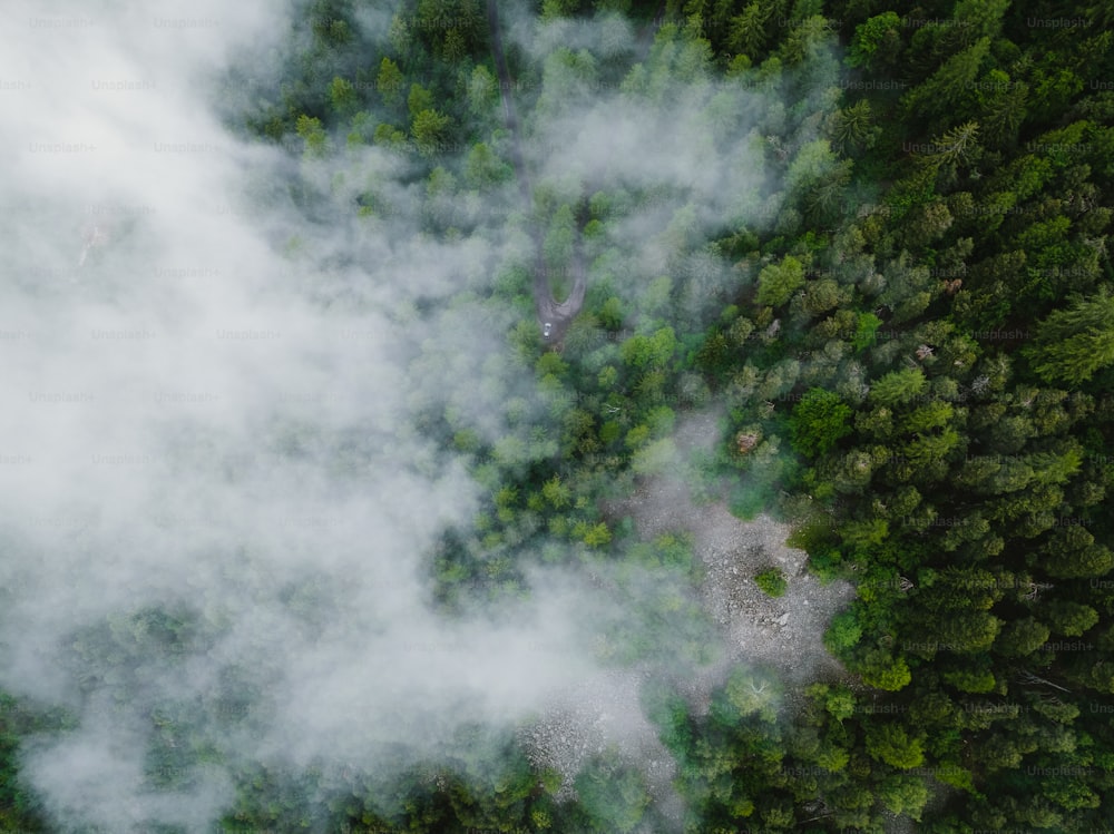 uma vista aérea de uma floresta com muitas árvores