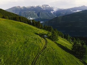 a lush green hillside covered in lots of trees