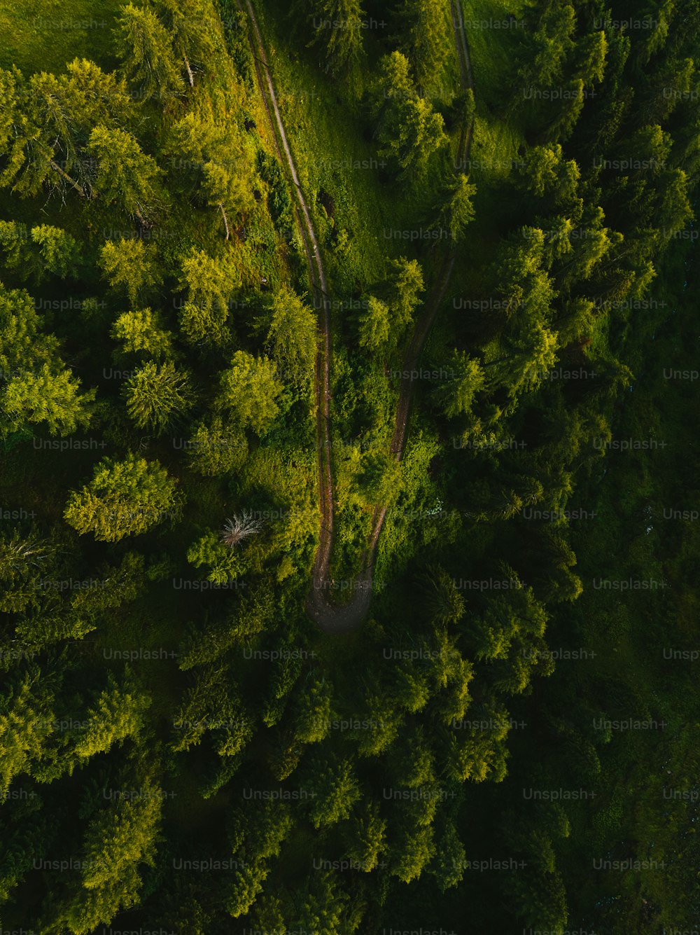 an aerial view of a lush green forest