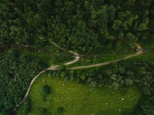 uma vista aérea de uma estrada que serpenteia através de uma floresta verde exuberante