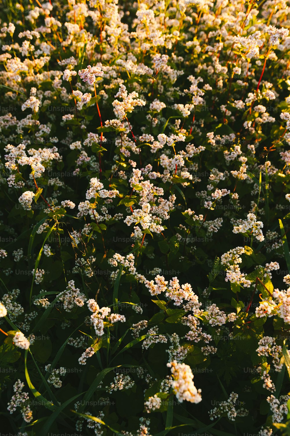 a field of white flowers in the sunlight