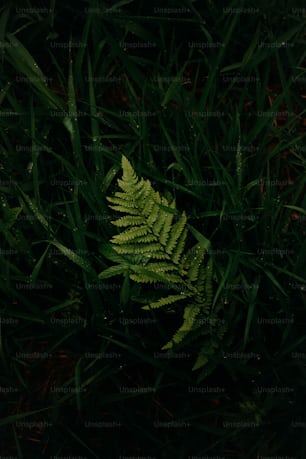 a close up of a green plant in the grass