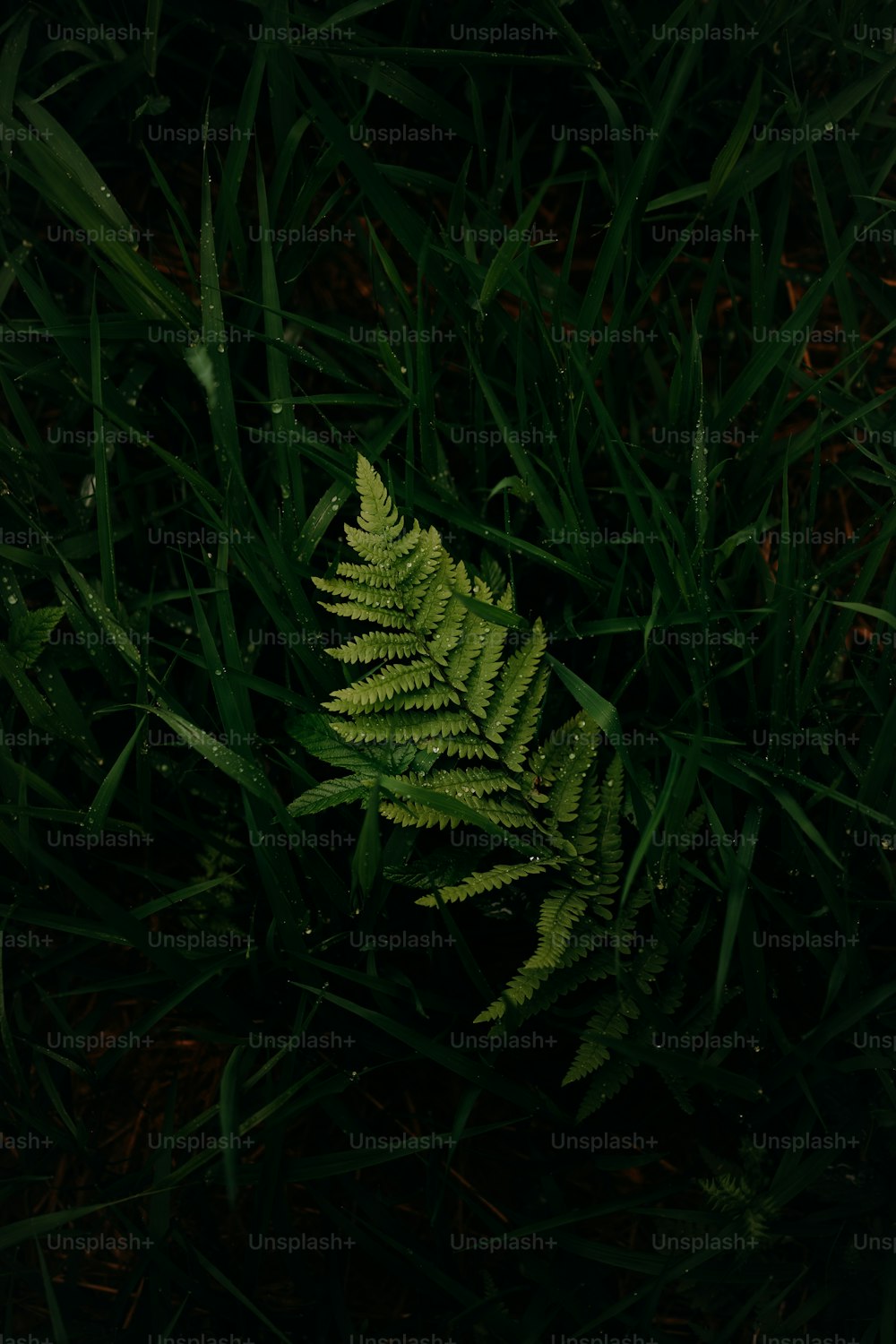a close up of a green plant in the grass