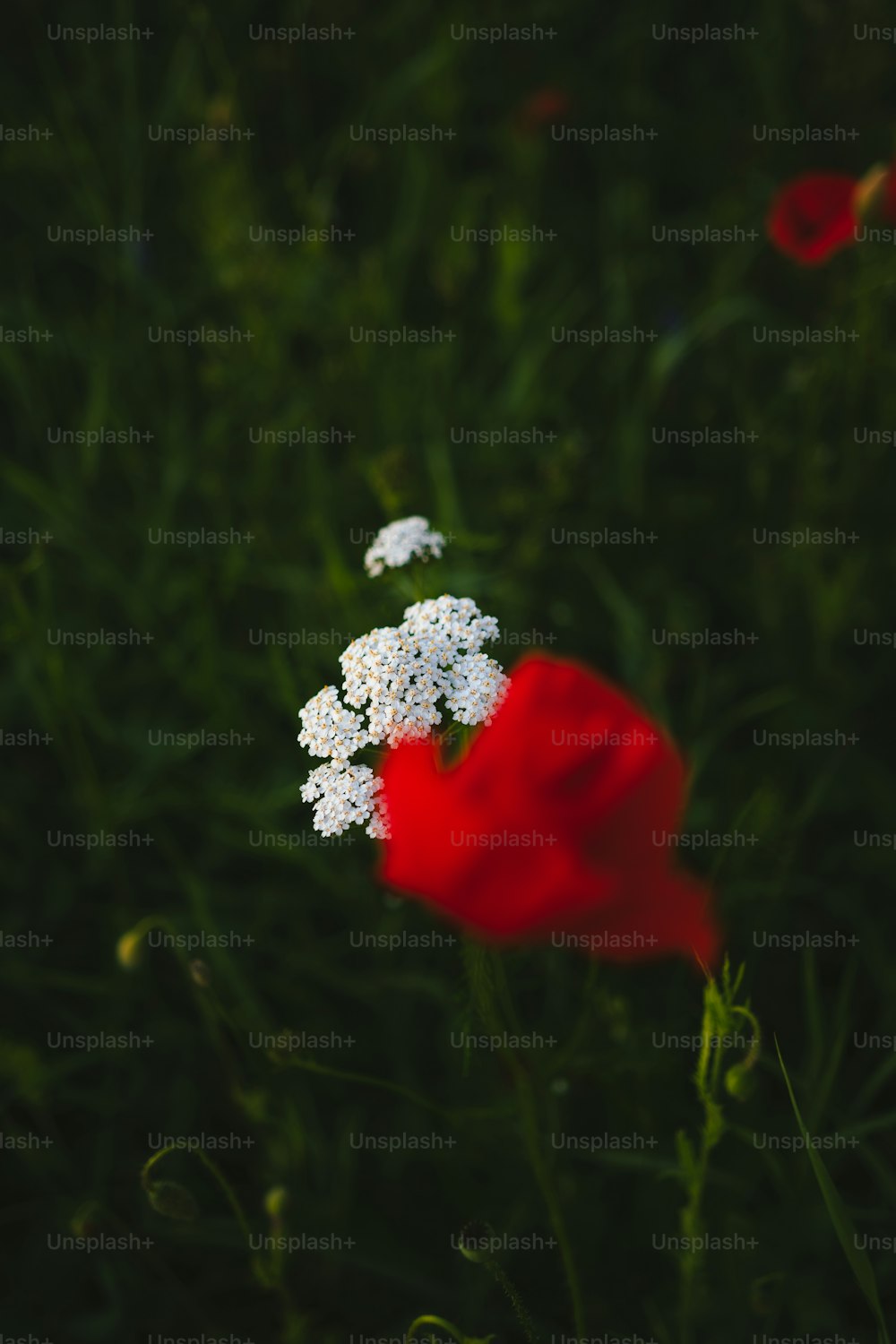 a red and white flower sitting in the middle of a field