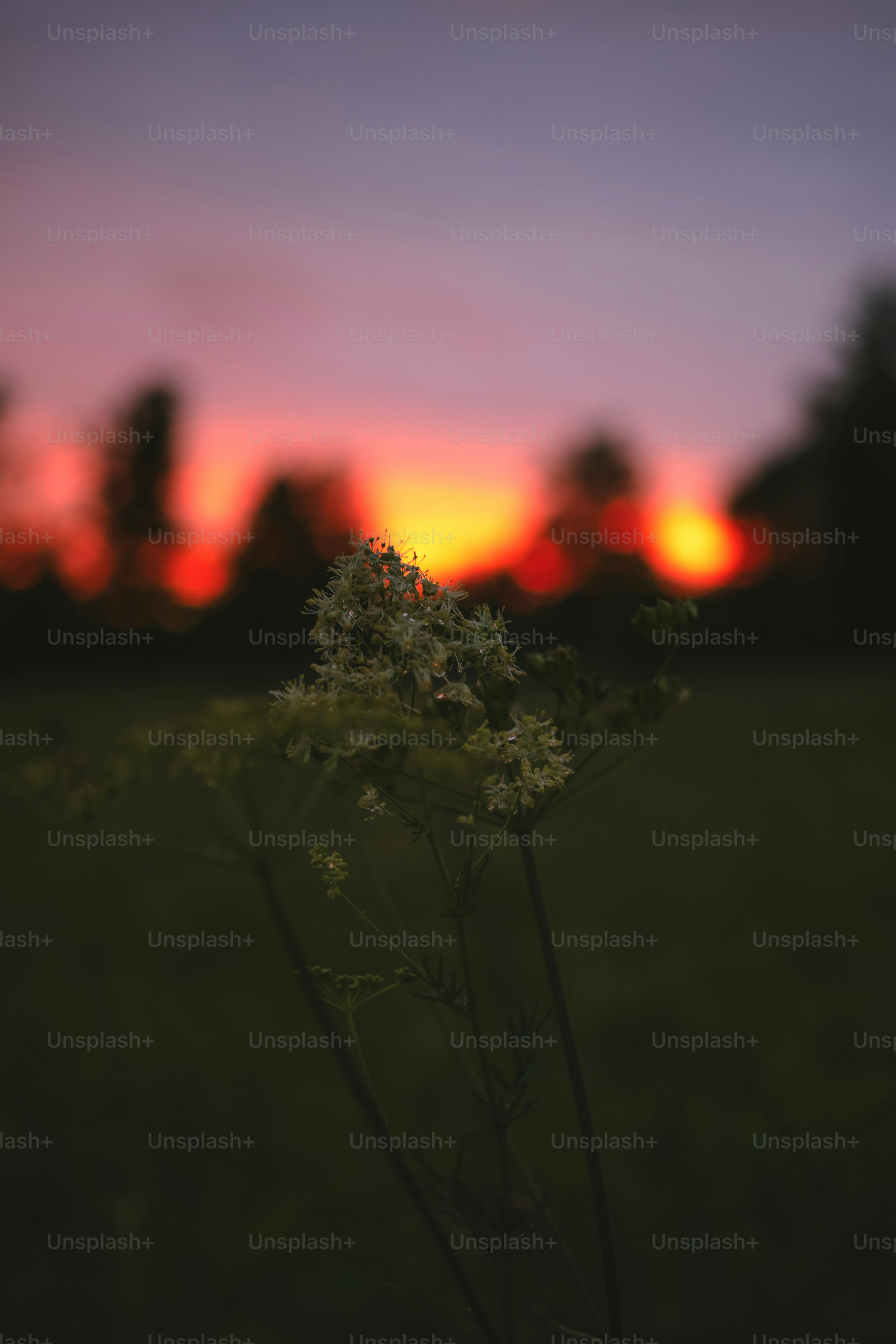 uma planta em um campo com um pôr do sol ao fundo