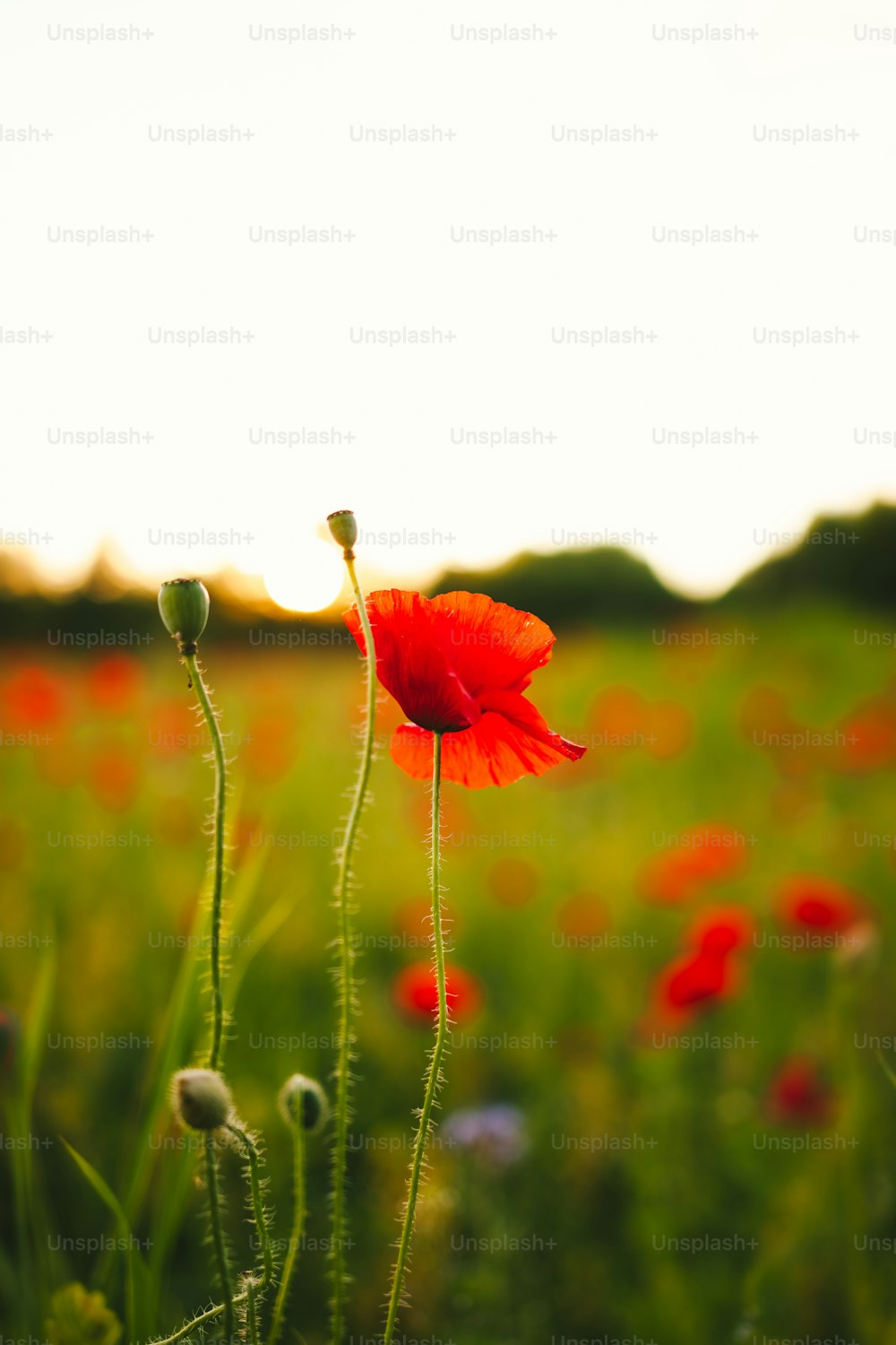um campo cheio de flores vermelhas em um dia ensolarado