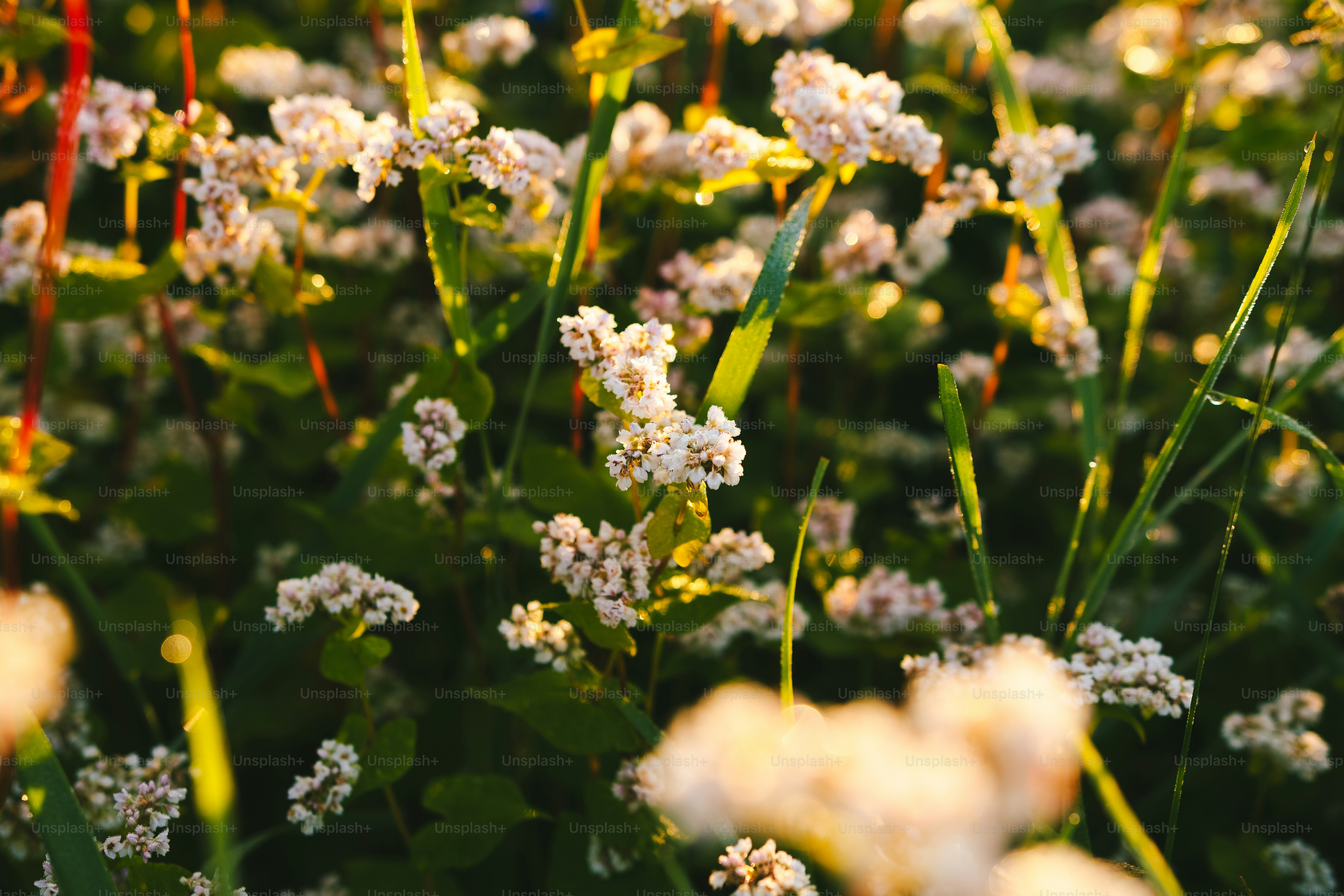 ginster,elfenbeinginster