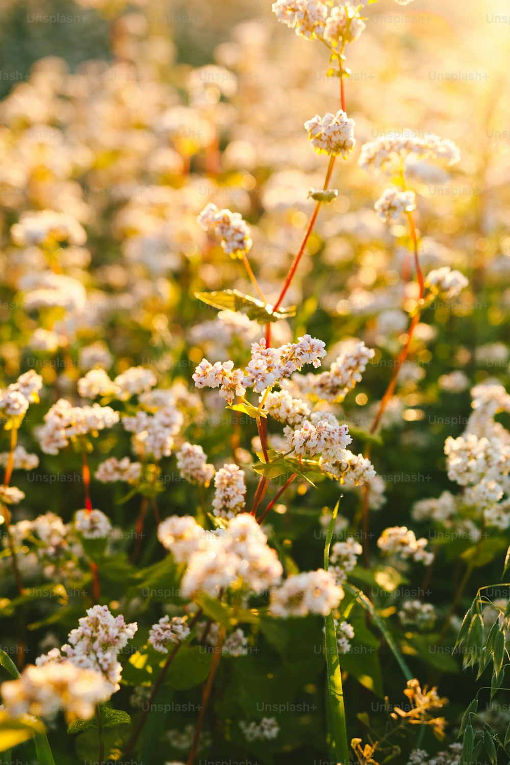 a field of white flowers in the sunlight